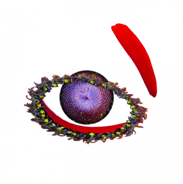 Creation of eye of the flower: Step 2